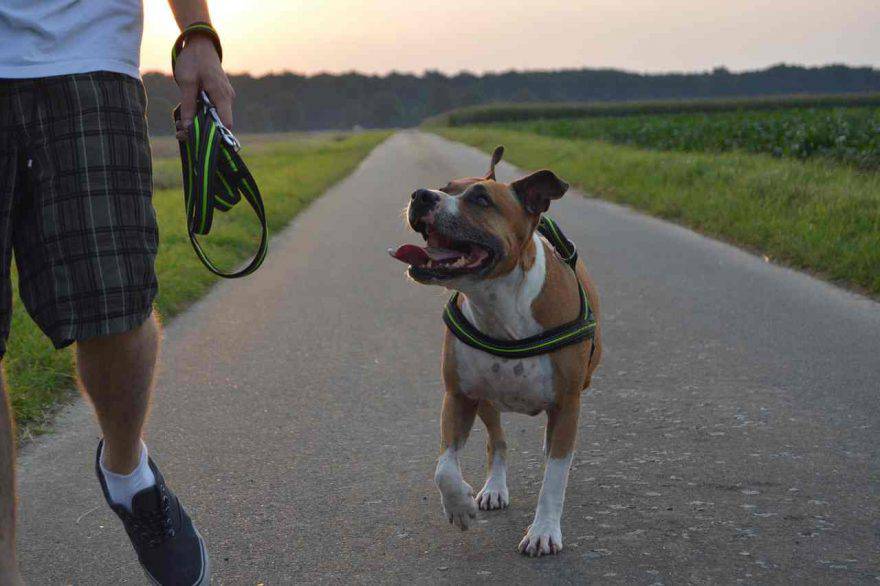 Cane Senza Guinzaglio, cosa Rischio