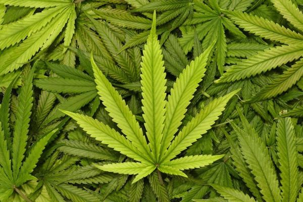 Cannabis, 13 Benefici al Nostro servizio